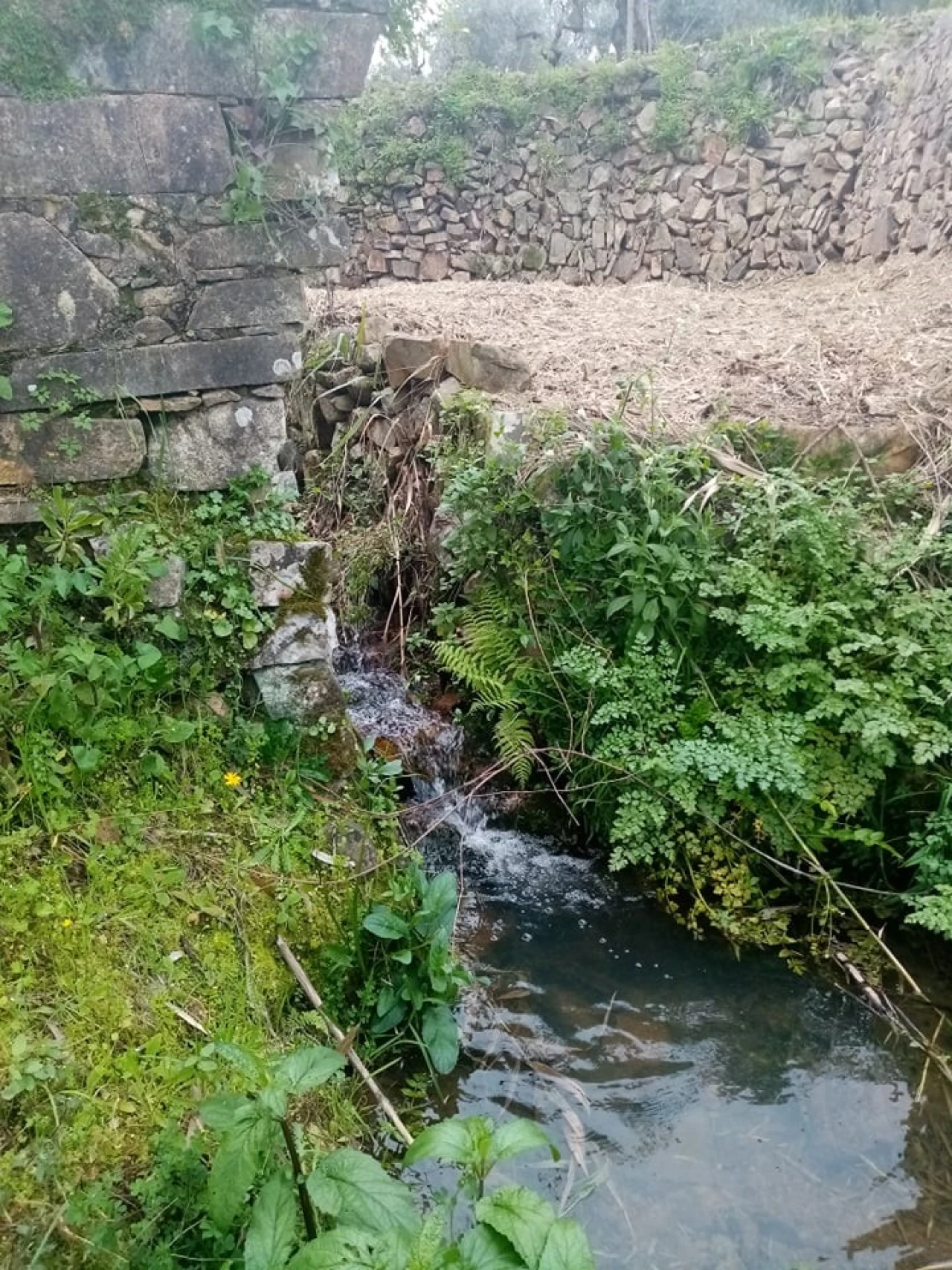 Quinta para Venda em Mação, Penhascoso e Aboboreira Foto 106