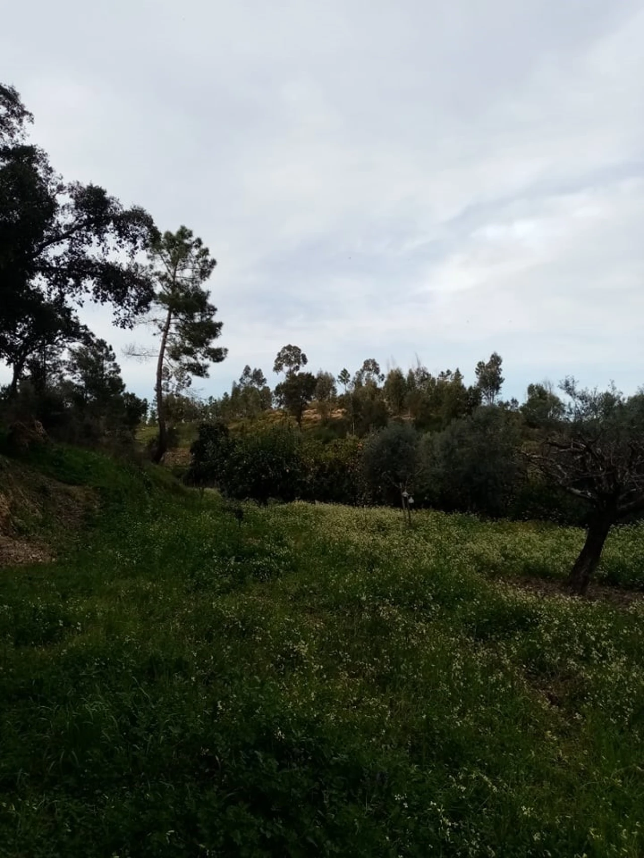 Quinta para Venda em Mação, Penhascoso e Aboboreira Foto 113