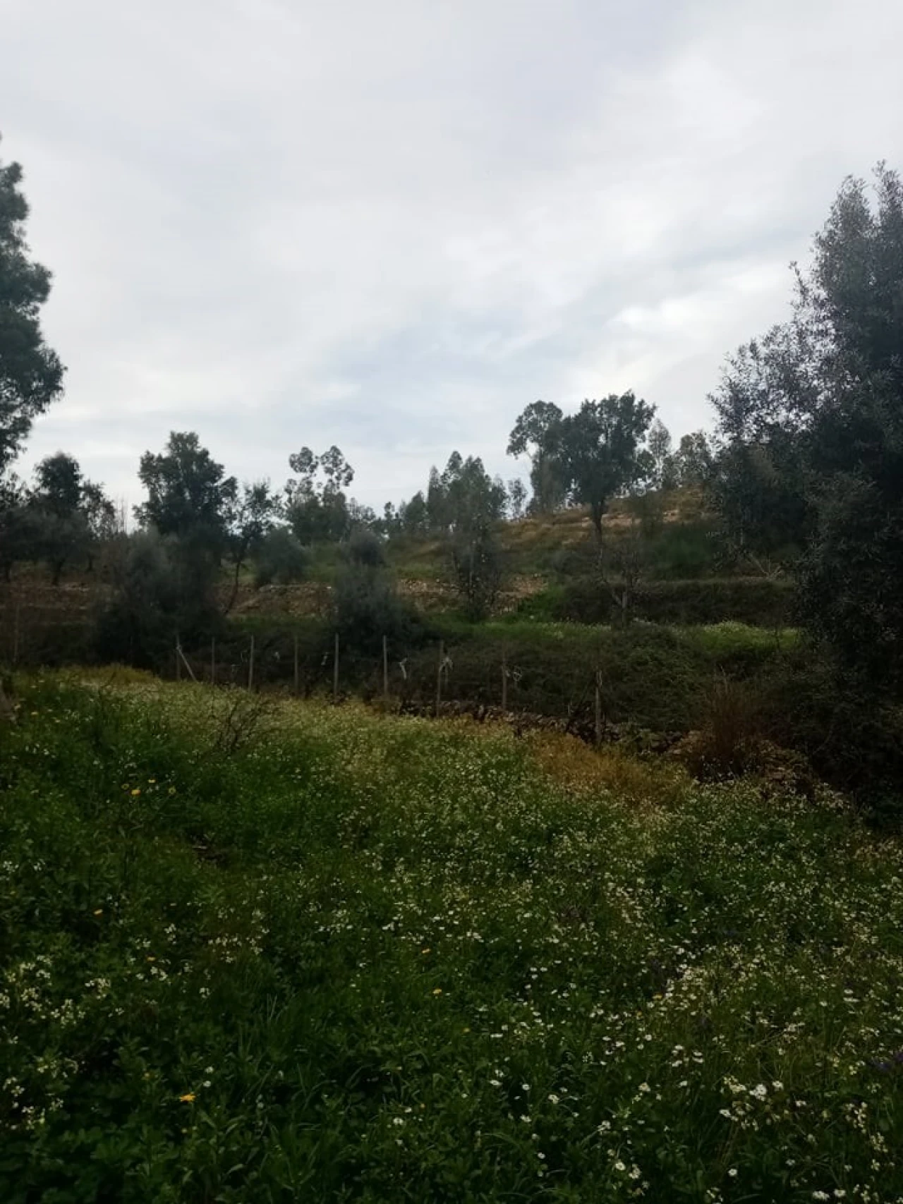 Quinta para Venda em Mação, Penhascoso e Aboboreira Foto 116