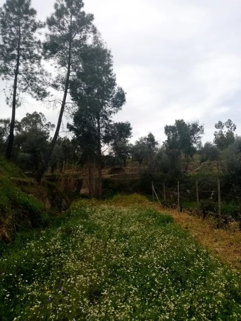 Quinta para Venda em Mação, Penhascoso e Aboboreira