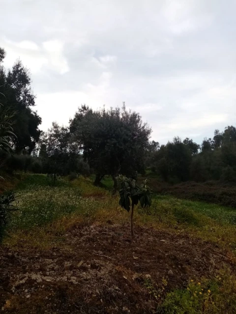 Quinta para Venda em Mação, Penhascoso e Aboboreira