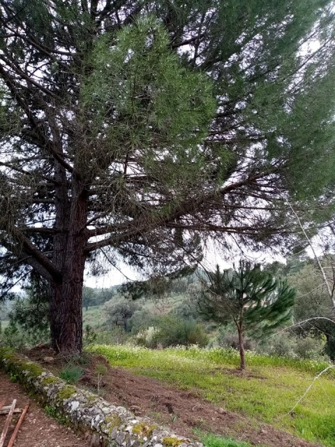 Quinta para Venda em Mação, Penhascoso e Aboboreira