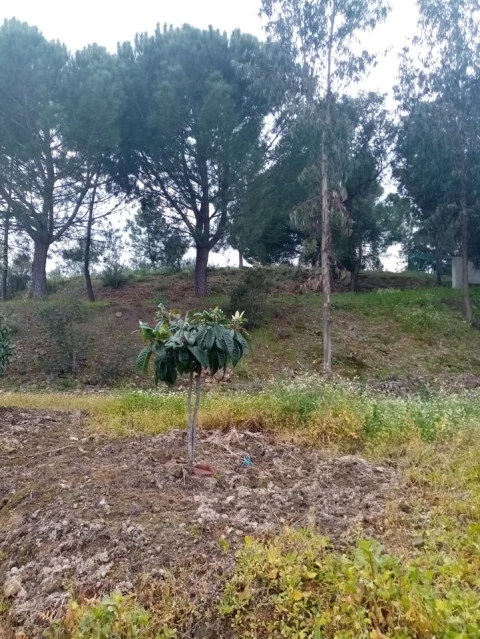 Quinta para Venda em Mação, Penhascoso e Aboboreira