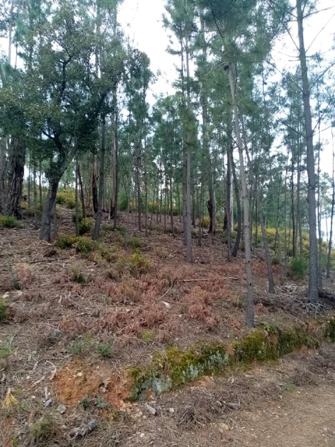Quinta para Venda em Mação, Penhascoso e Aboboreira