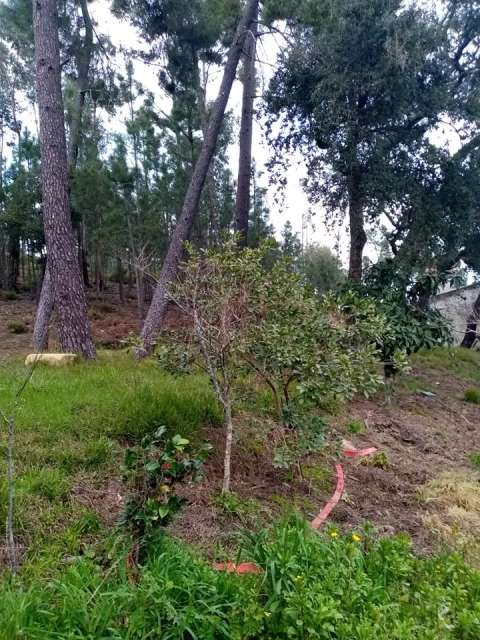 Quinta para Venda em Mação, Penhascoso e Aboboreira