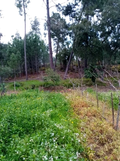 Quinta para Venda em Mação, Penhascoso e Aboboreira
