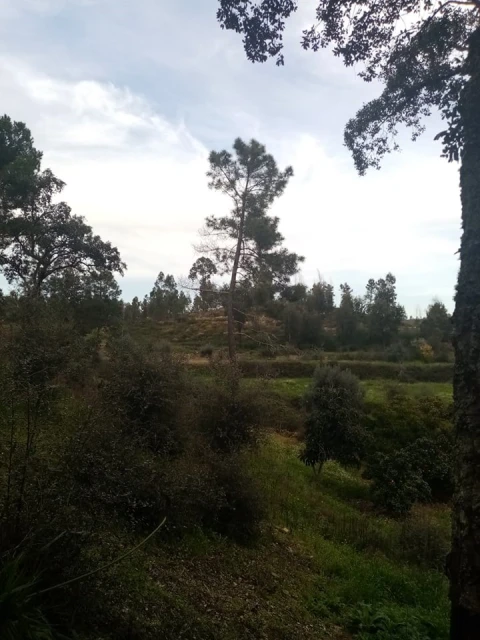 Quinta para Venda em Mação, Penhascoso e Aboboreira
