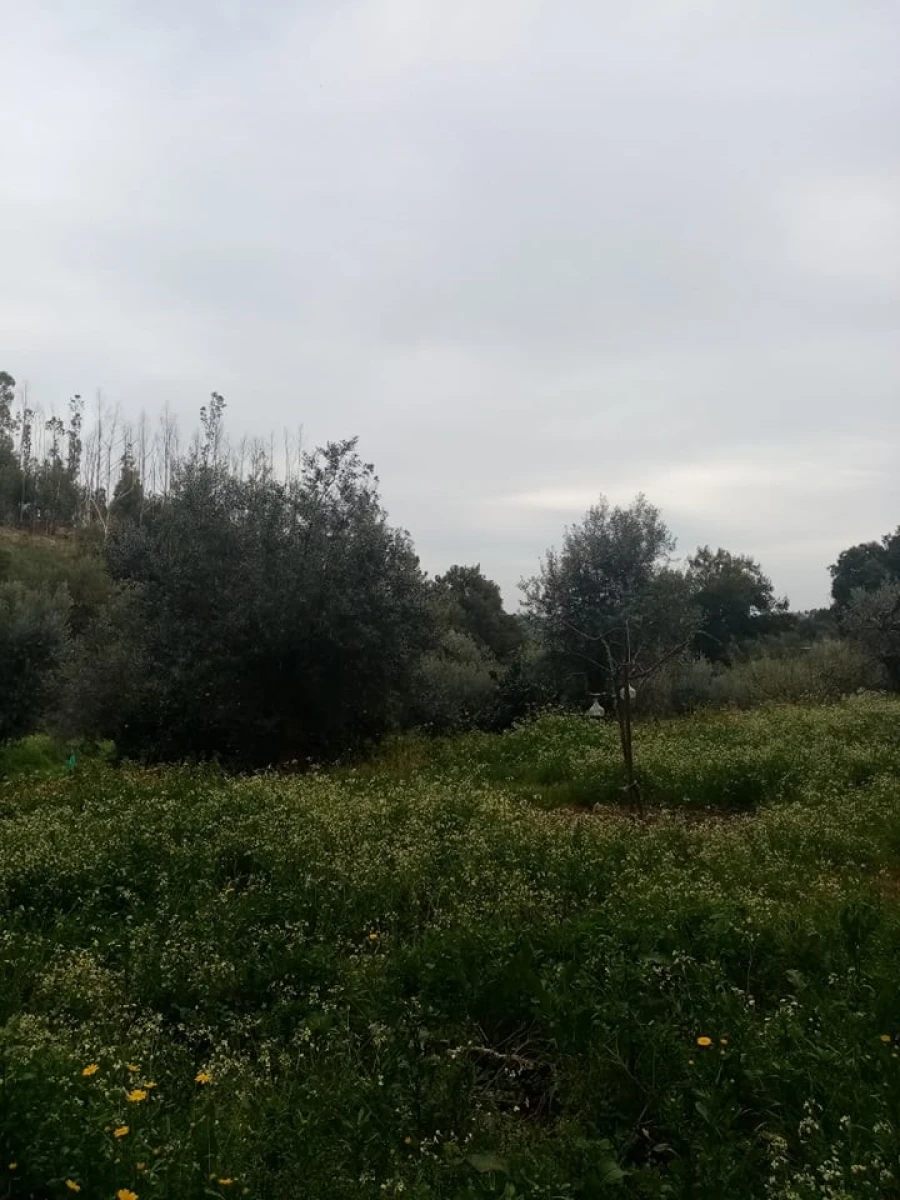 Quinta para Venda em Mação, Penhascoso e Aboboreira Foto 78