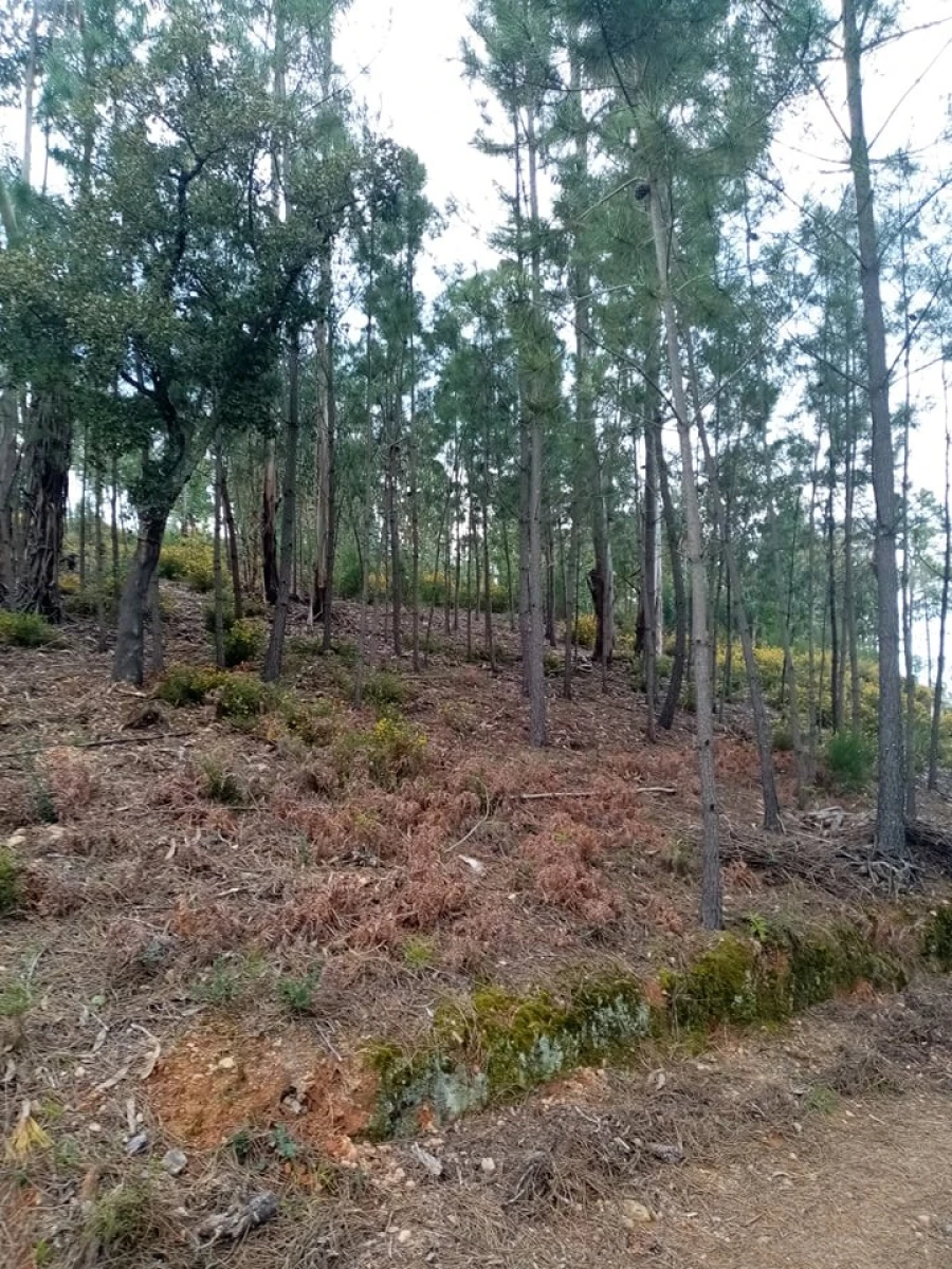 Quinta para Venda em Mação, Penhascoso e Aboboreira Foto 86