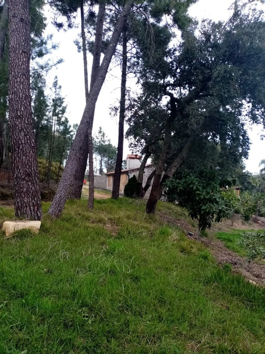 Quinta para Venda em Mação, Penhascoso e Aboboreira Foto 91