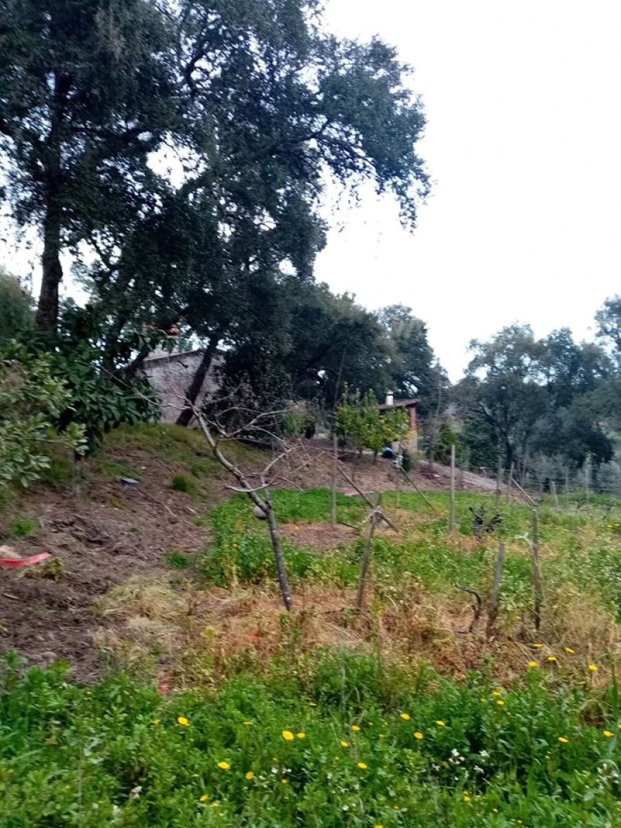 Quinta para Venda em Mação, Penhascoso e Aboboreira Foto 92