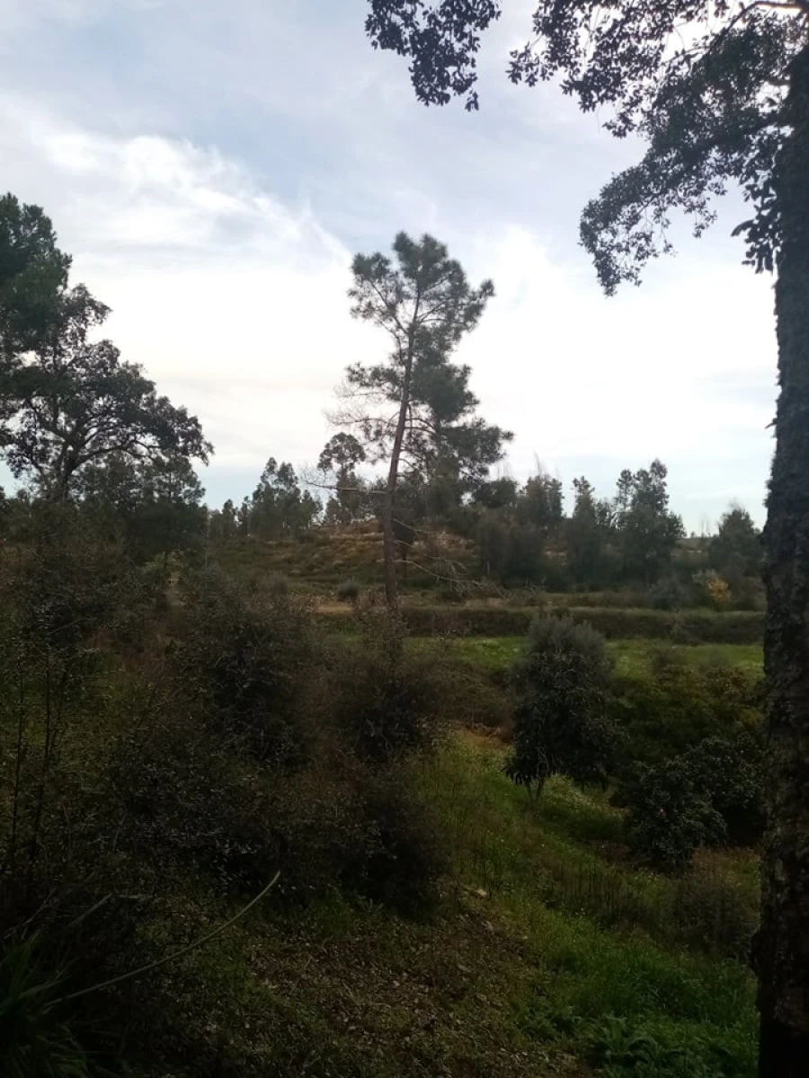 Quinta para Venda em Mação, Penhascoso e Aboboreira Foto 102