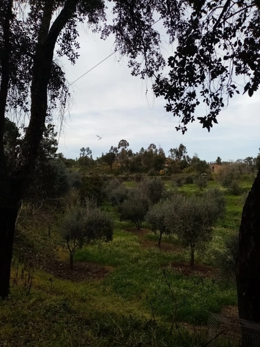 Quinta para Venda em Mação, Penhascoso e Aboboreira Foto 112