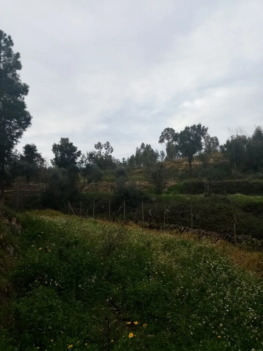 Quinta para Venda em Mação, Penhascoso e Aboboreira Foto 114