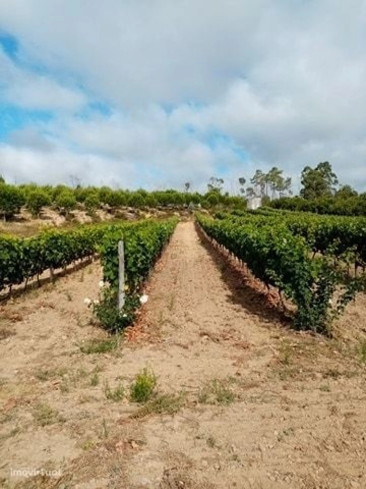 Quinta para Venda em Mação, Penhascoso e Aboboreira Foto 3