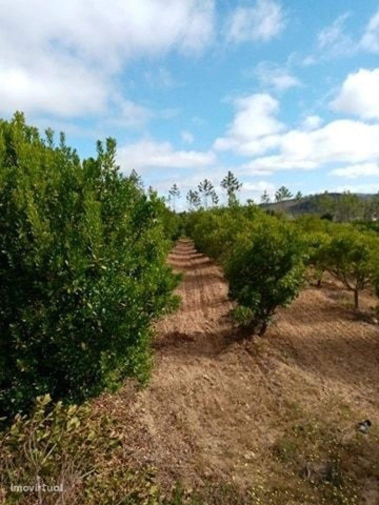 Quinta para Venda em Mação, Penhascoso e Aboboreira Foto 4
