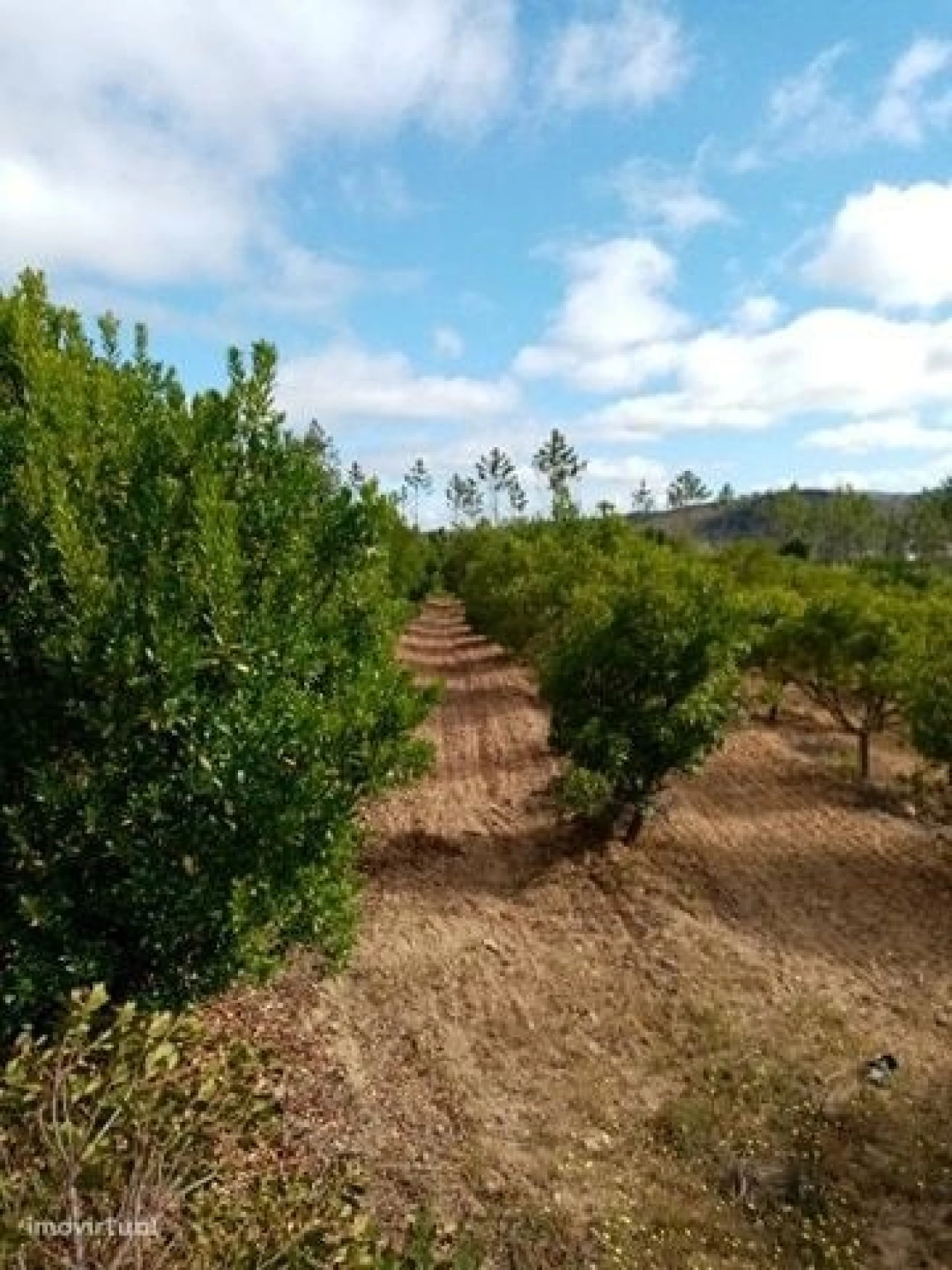 Quinta para Venda em Mação, Penhascoso e Aboboreira Foto 5