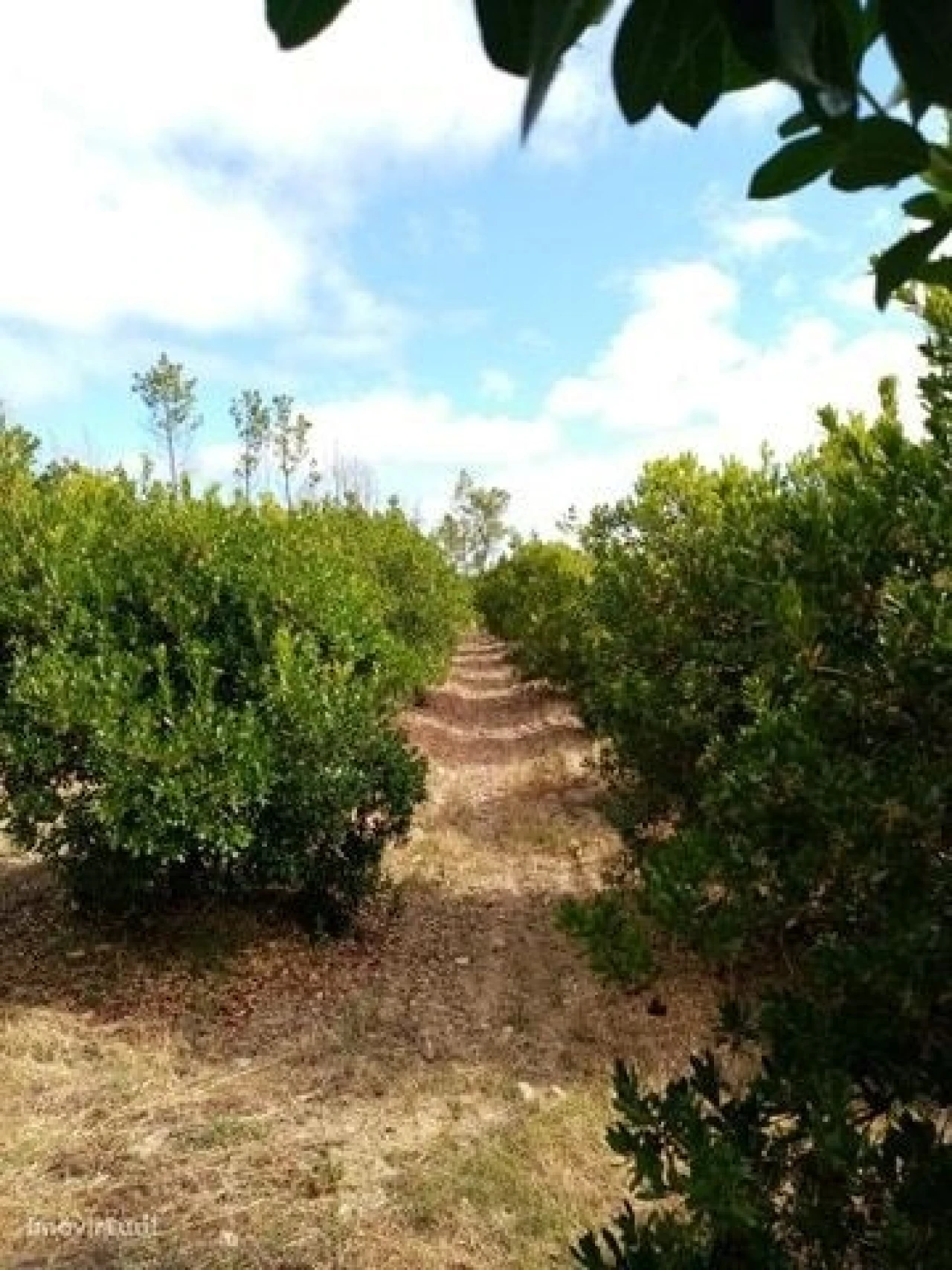 Quinta para Venda em Mação, Penhascoso e Aboboreira Foto 7