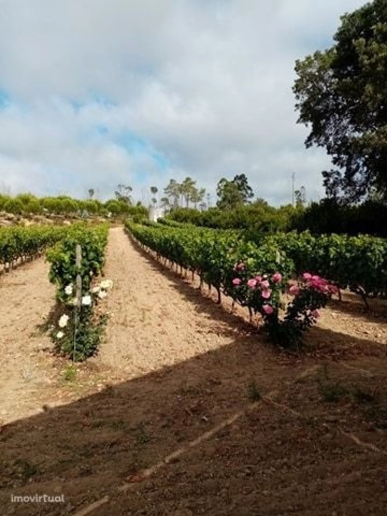 Quinta para Venda em Mação, Penhascoso e Aboboreira Foto 13