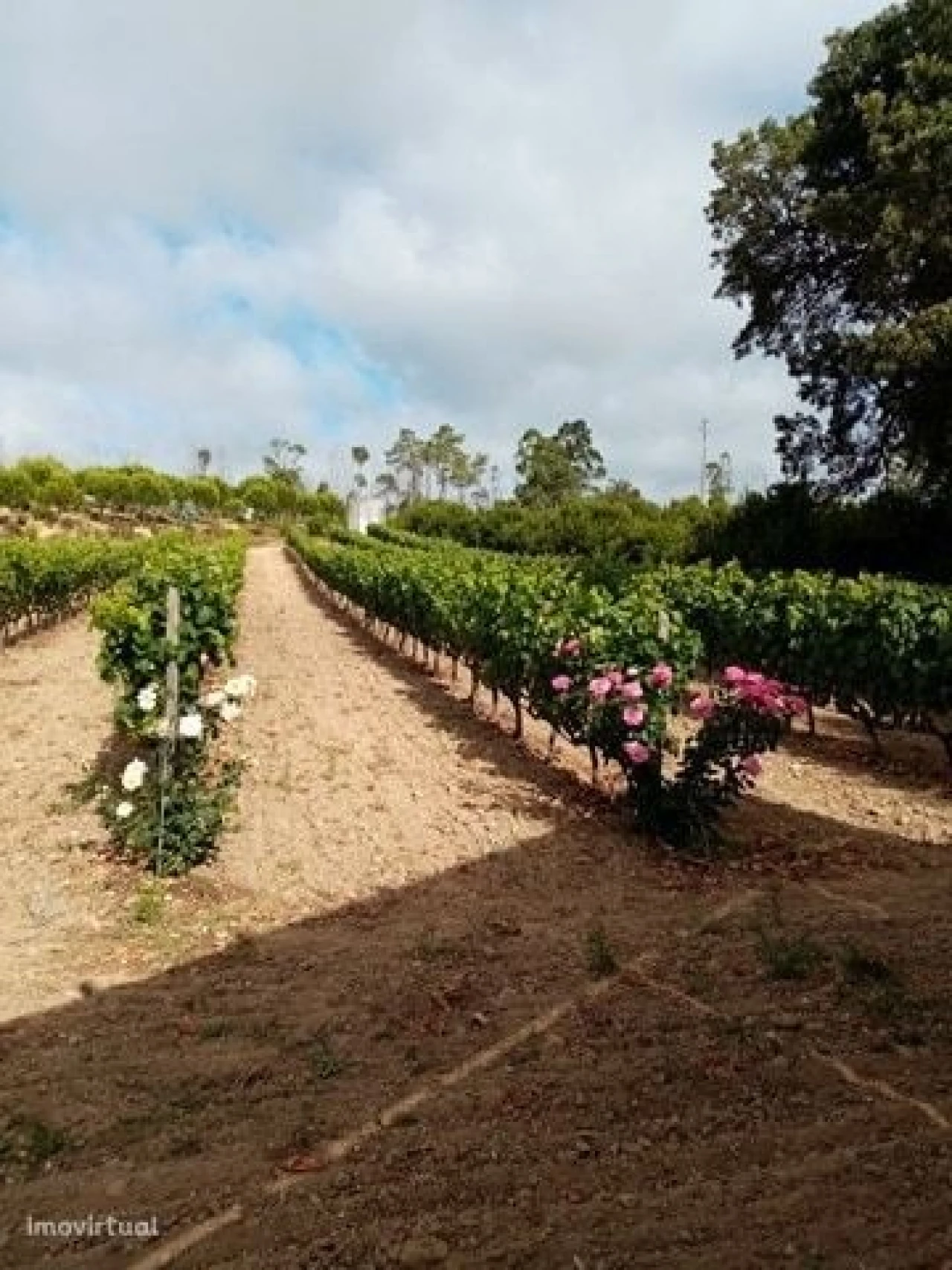 Quinta para Venda em Mação, Penhascoso e Aboboreira Foto 16