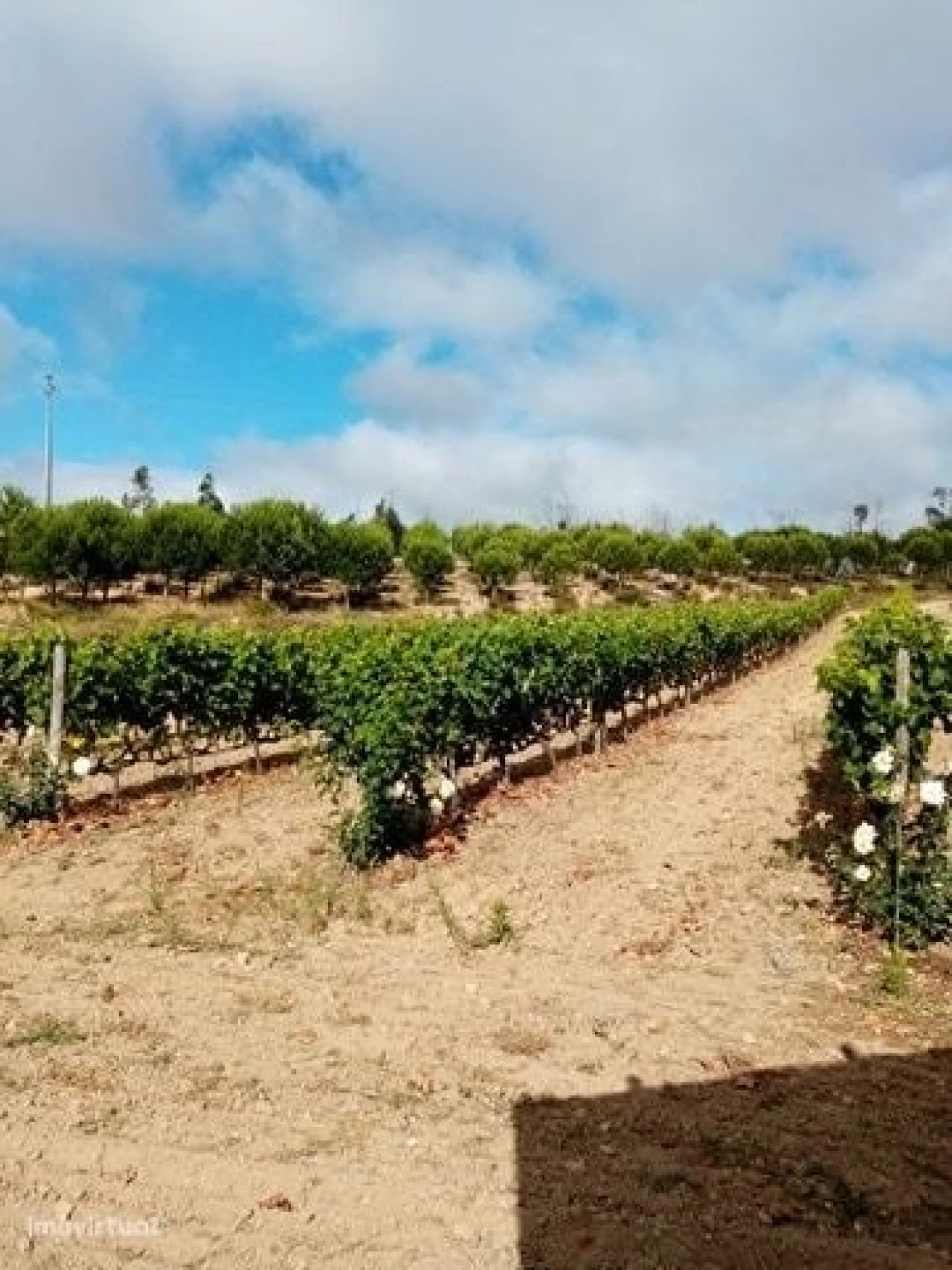 Quinta para Venda em Mação, Penhascoso e Aboboreira Foto 17