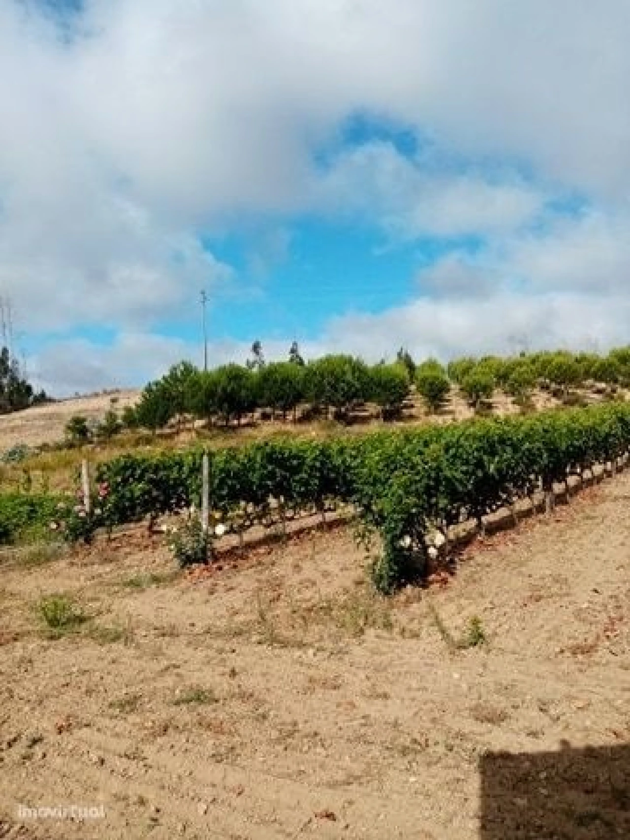 Quinta para Venda em Mação, Penhascoso e Aboboreira Foto 18