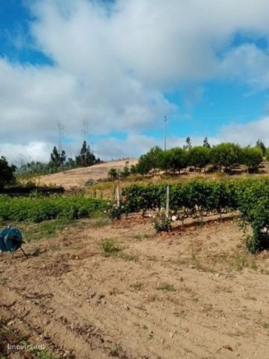 Quinta para Venda em Mação, Penhascoso e Aboboreira Foto 15