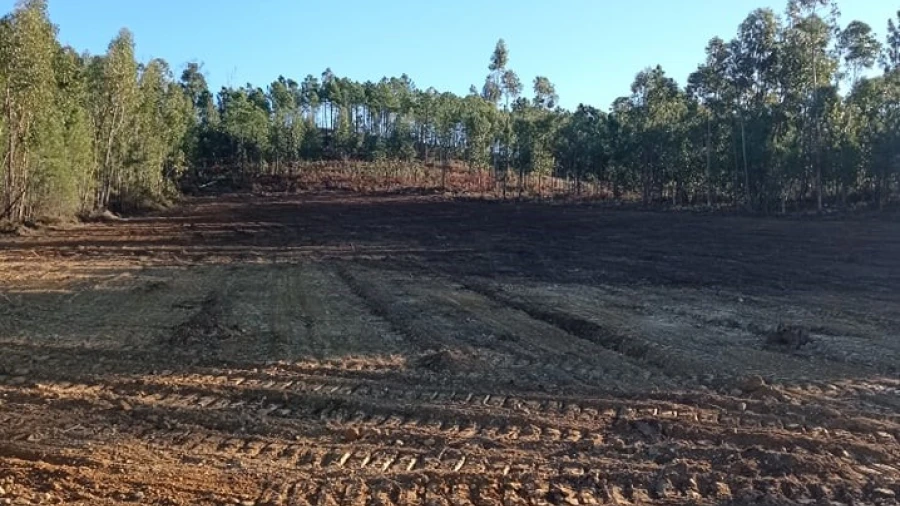 Terreno para Venda em Mação, Penhascoso e Aboboreira