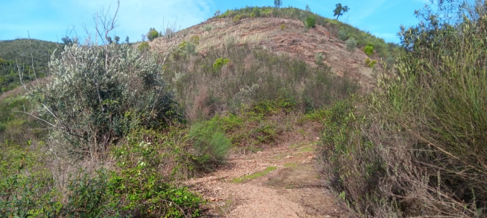 Terreno Agricola ou Rústico para Venda em Ortiga Foto 8