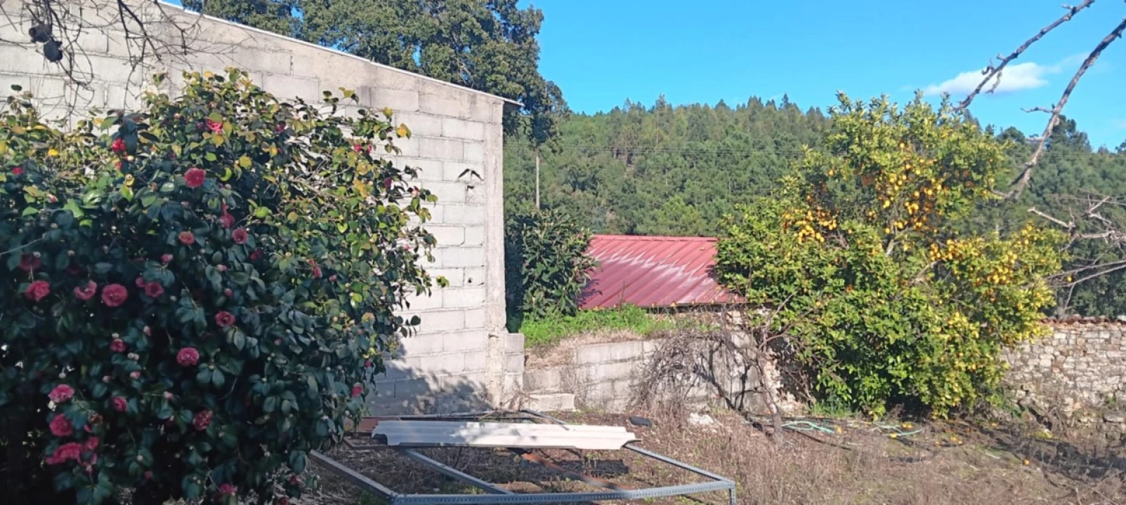 Terreno para Venda em Carvoeiro Foto 14