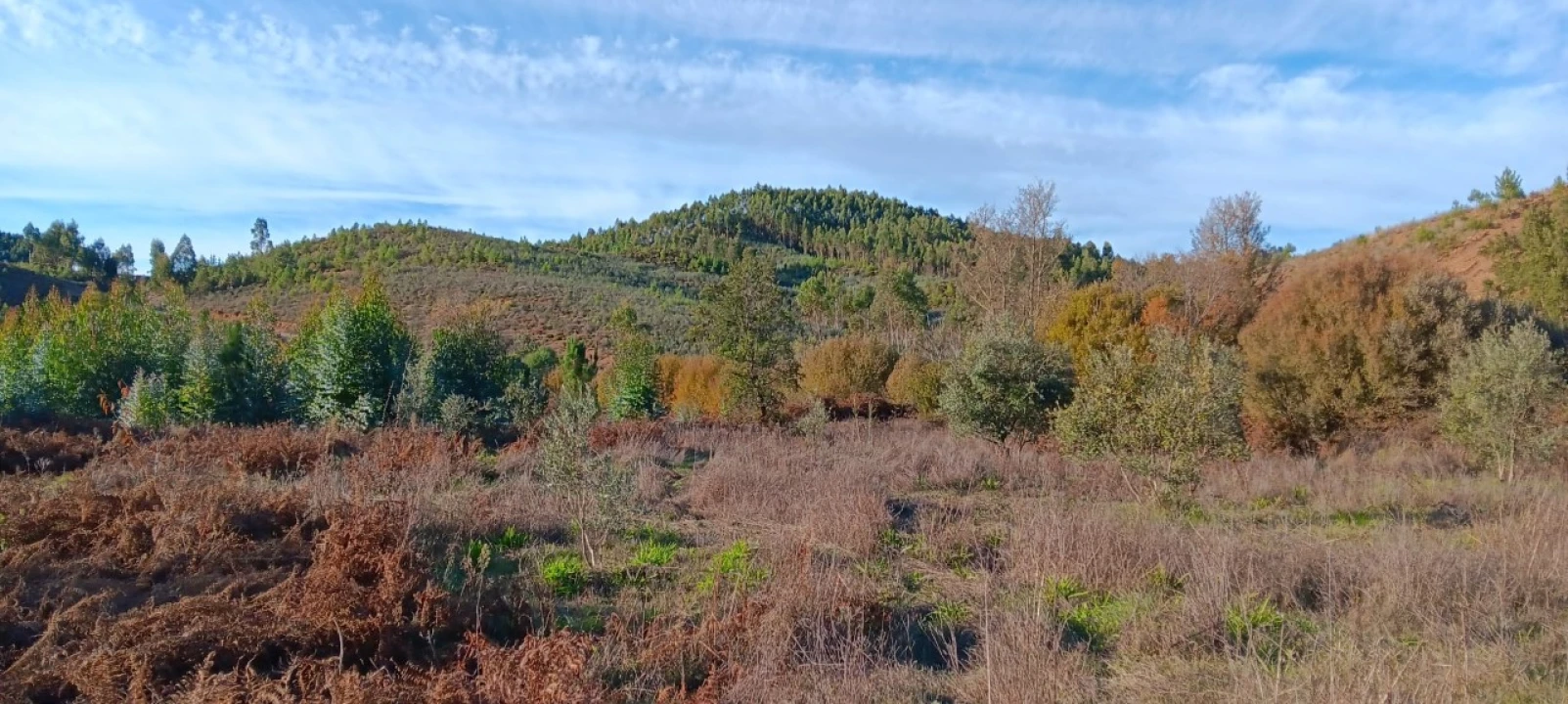 Terreno Agricola ou Rústico para Arrendamento em Envendos Foto 9