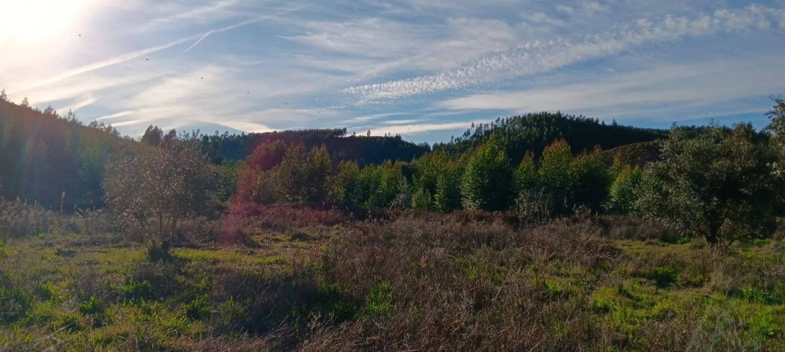 Terreno Agricola ou Rústico para Arrendamento em Envendos Foto 10
