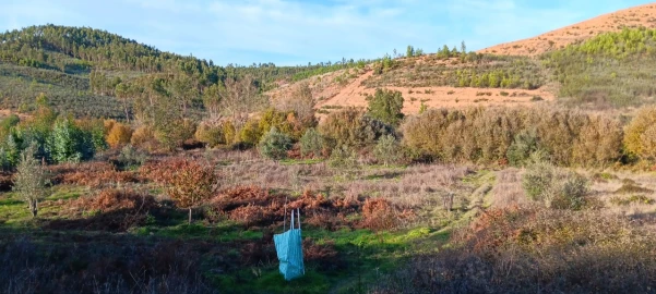 Terreno Agricola ou Rústico para Arrendamento em Envendos