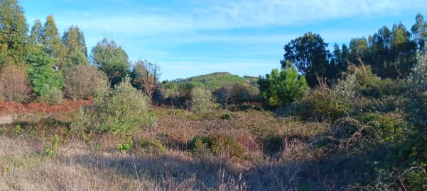 Terreno Agricola ou Rústico para Arrendamento em Envendos
