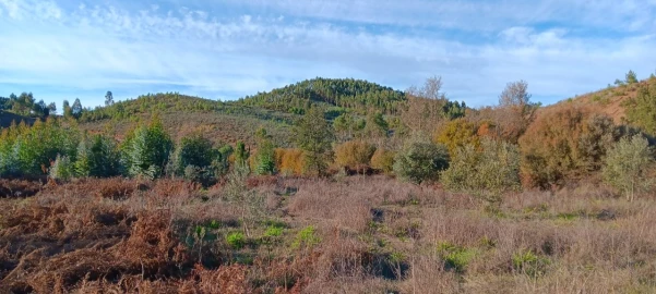 Terreno Agricola ou Rústico para Arrendamento em Envendos