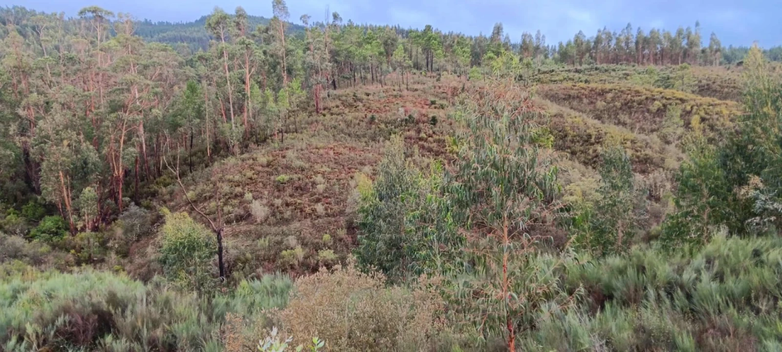 Terreno Agricola ou Rústico para Venda em Carvoeiro Foto 1