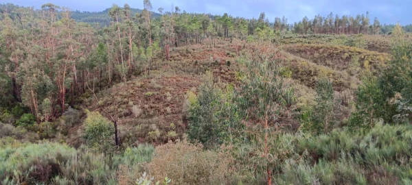 Terreno Agricola ou Rústico para Venda em Carvoeiro