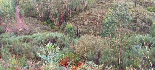 Terreno Agricola ou Rústico para Venda em Carvoeiro