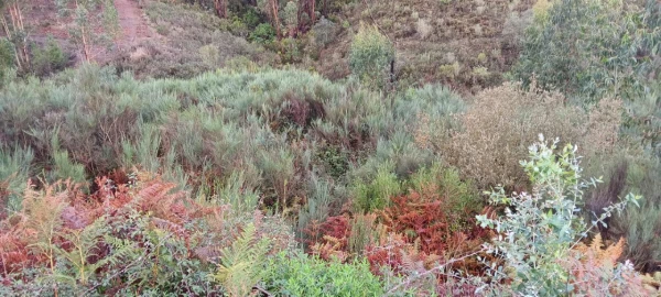 Terreno Agricola ou Rústico para Venda em Carvoeiro