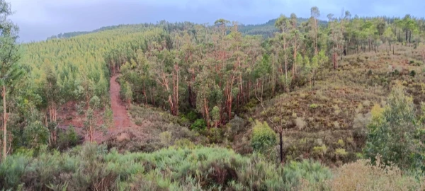 Terreno Agricola ou Rústico para Venda em Carvoeiro
