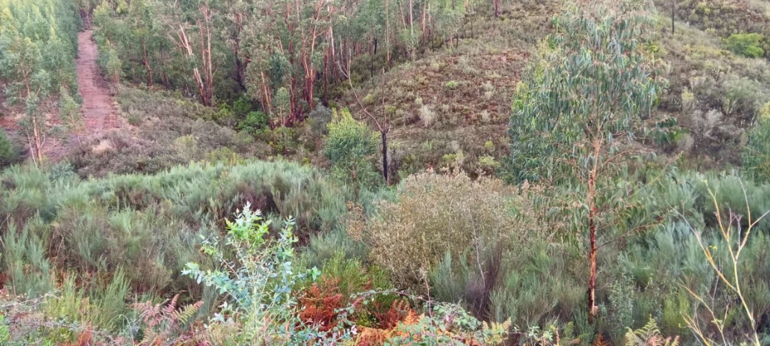 Terreno Agricola ou Rústico para Venda em Carvoeiro Foto 2
