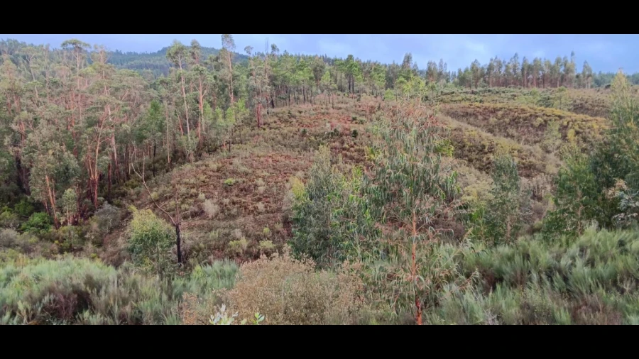 Terreno Agricola ou Rústico para Venda em Carvoeiro