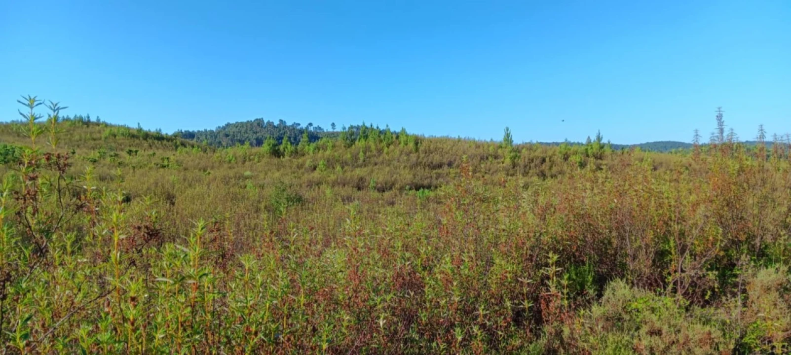 Terreno Agricola ou Rústico para Arrendamento em Belver Foto 2