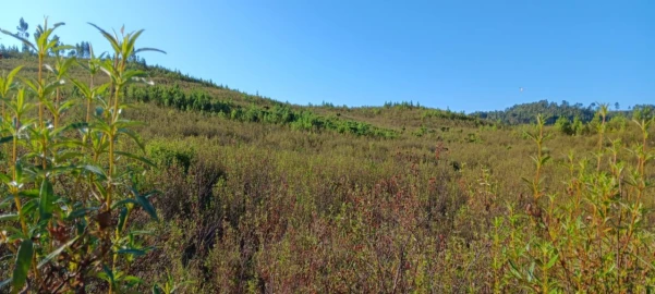 Terreno Agricola ou Rústico para Arrendamento em Belver