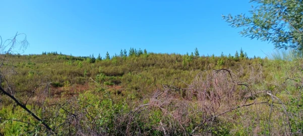 Terreno Agricola ou Rústico para Arrendamento em Belver