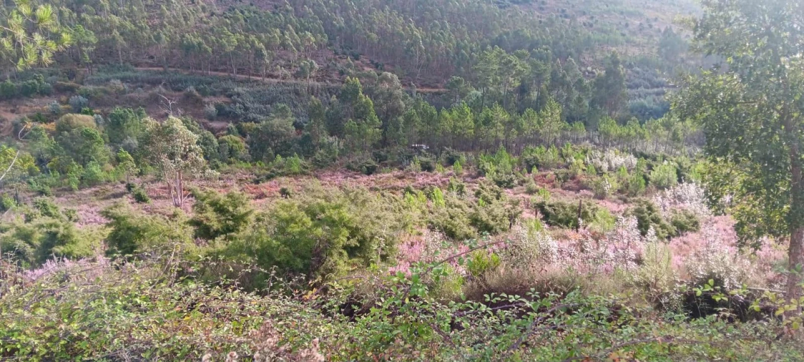 Terreno Agricola ou Rústico para Venda em Mação, Penhascoso e Aboboreira Foto 1