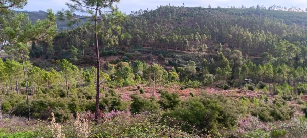 Terreno Agricola ou Rústico para Venda em Mação, Penhascoso e Aboboreira