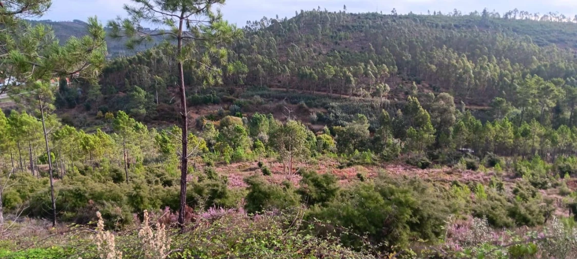 Terreno Agricola ou Rústico para Venda em Mação, Penhascoso e Aboboreira Foto 2