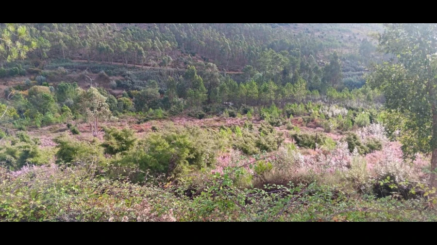 Terreno Agricola ou Rústico para Venda em Mação, Penhascoso e Aboboreira