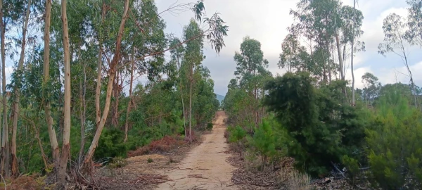 Terreno Agricola ou Rústico para Venda em Mação, Penhascoso e Aboboreira